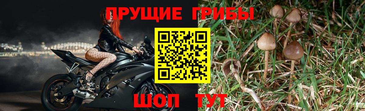 Псилоцибиновые грибы Psilocybine cubensis  Галлюциногенные грибы Psilocybine cubensis  Красногорск  Вход с VPN 